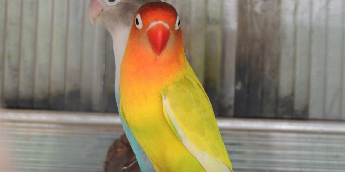 Regulating the sale of pets online