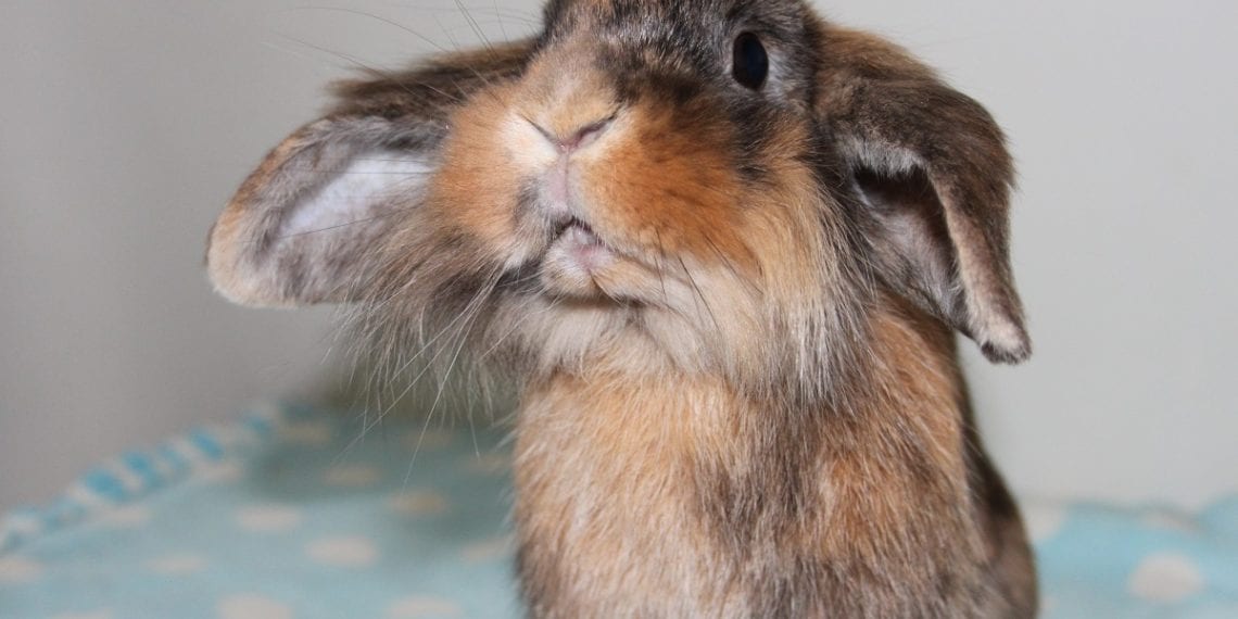 Regulating the sale of pets online