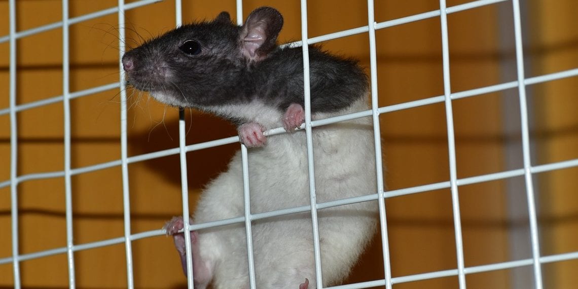 Regulating the sale of pets online