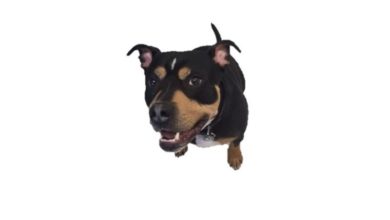Furbo camera helps dog find new home