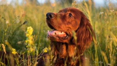 Red Setters, Bulldogs and Boxers most likely to suffer incontinence
