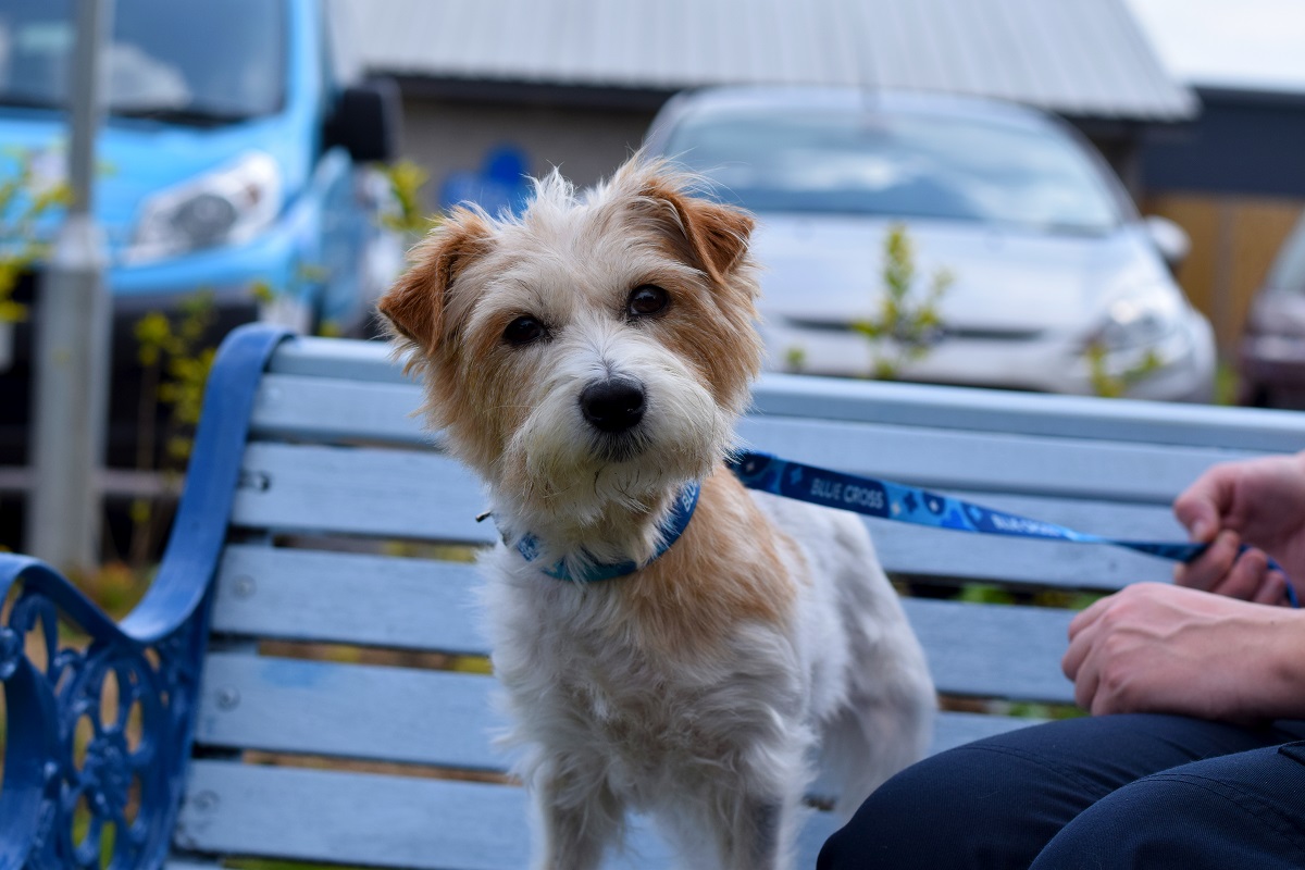 blue cross dogs