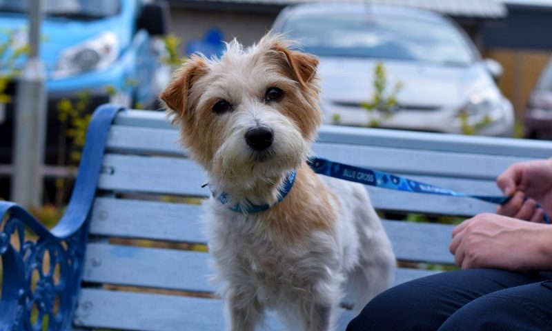 Blue Cross cats and dogs inspire pet-themed clothing range by Oasis