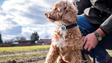 Sure Petcare launches behaviour monitor collar for dogs