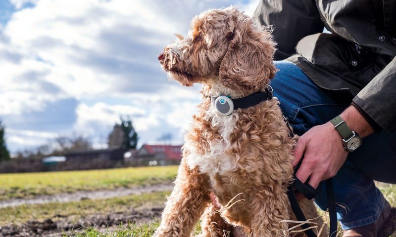 Sure Petcare launches behaviour monitor collar for dogs