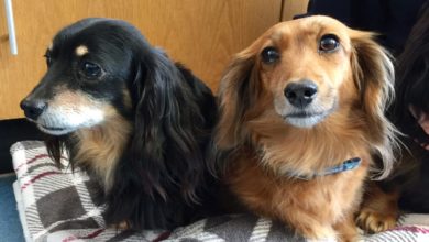 SSPCA and Blue Cross launch joint research study
