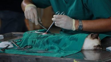 Complication rates of neutering revealed in national audit