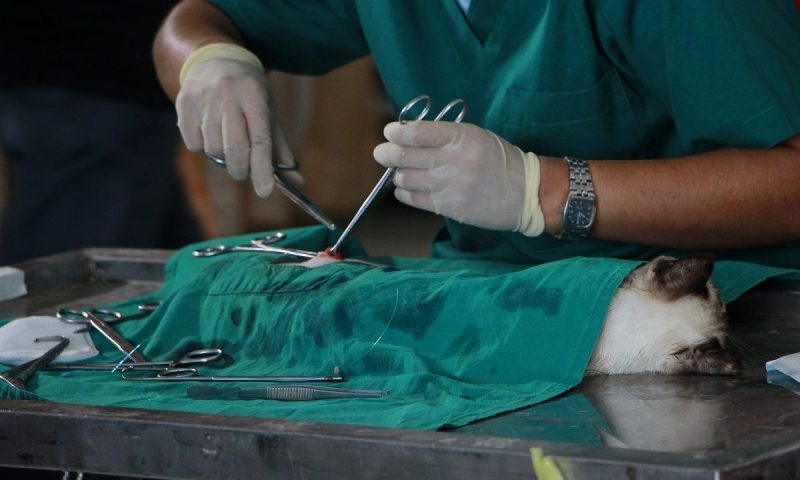 Complication rates of neutering revealed in national audit