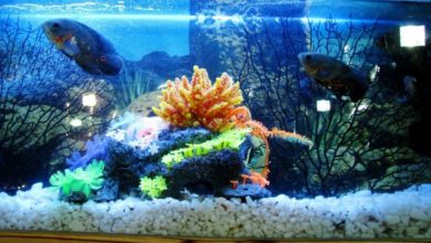 Tetra relaunches FilterActive and Medica range for healthy fish
