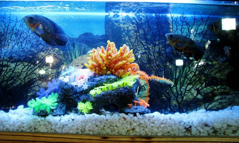 Tetra relaunches FilterActive and Medica range for healthy fish