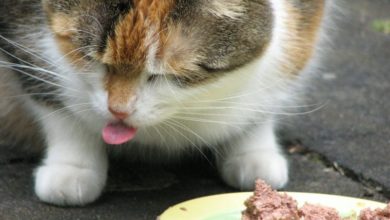 Mars Petcare UK partners with TerraCycle for recycling scheme