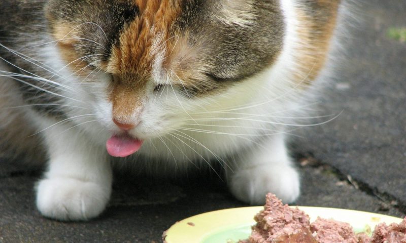 Mars Petcare UK partners with TerraCycle for recycling scheme