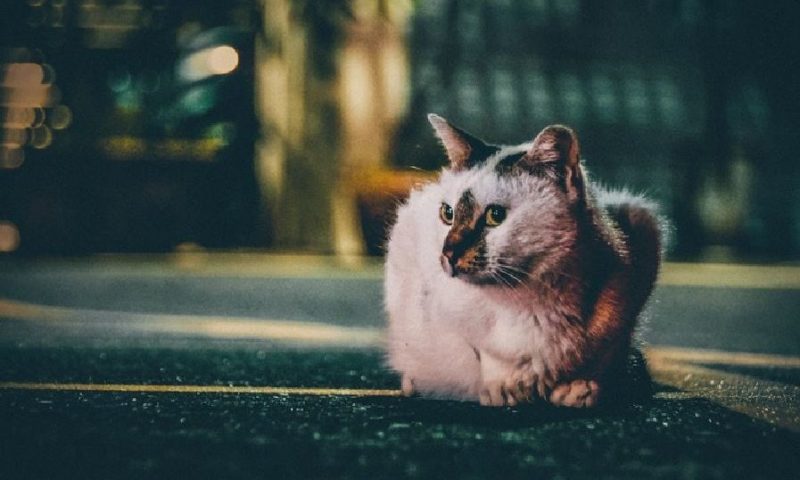 Young, male and crossbred cats most at risk of road accidents