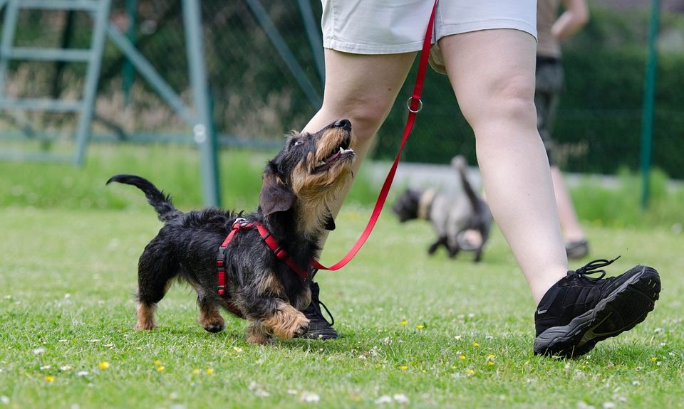 Scarsdale Vets hosts free training for veterinary nurses prior to OSCE exams