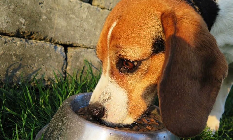 Pet food manufacturer recalls raw pet food products containing salmonella