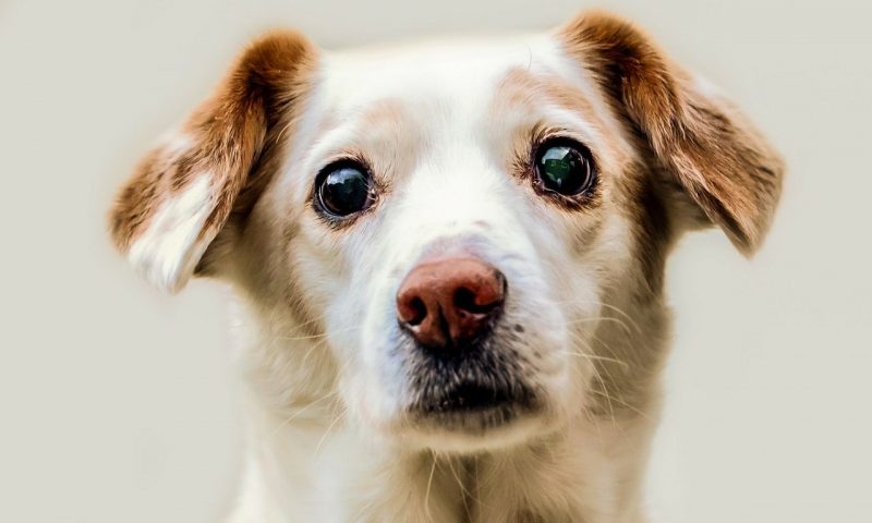 Nation spends £12bn on pets