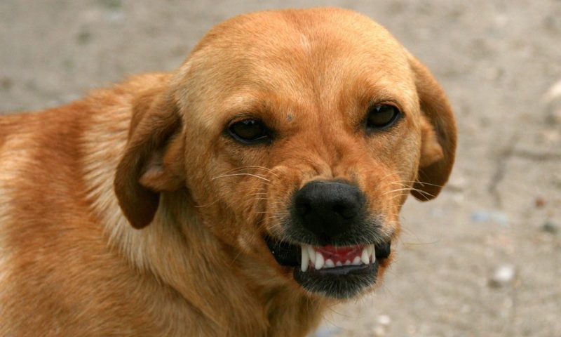 Owners ditch vets for chewing gum and human toothpaste to cure bad dog breath