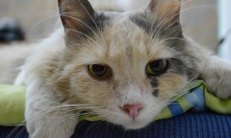 RCVS begins process of selling Westminster headquarters