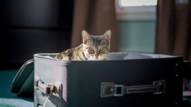 BVA warns no deal pet travel arrangements will impact vets and owners