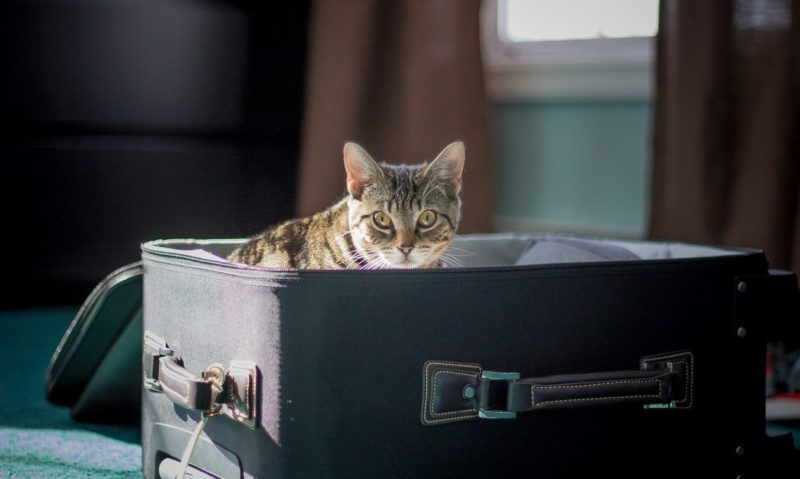 BVA warns no deal pet travel arrangements will impact vets and owners