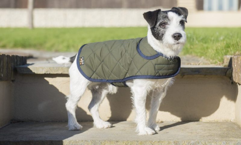 Oscar & Hooch release quilted dog coats