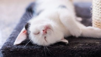 Pet tech start-up Felcana partners with Simplyhealth Professionals