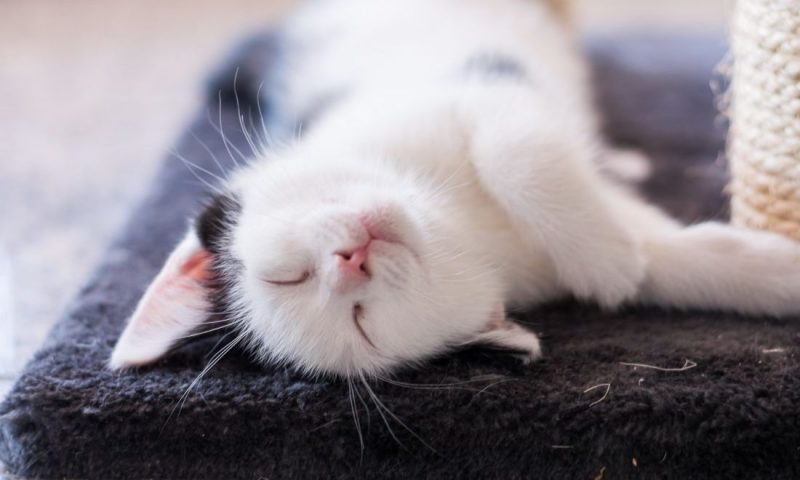 Pet tech start-up Felcana partners with Simplyhealth Professionals