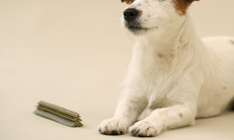 Whimzees releases festive dental chews