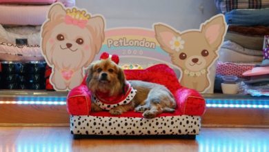 PetLondon celebrates the best of British with new products