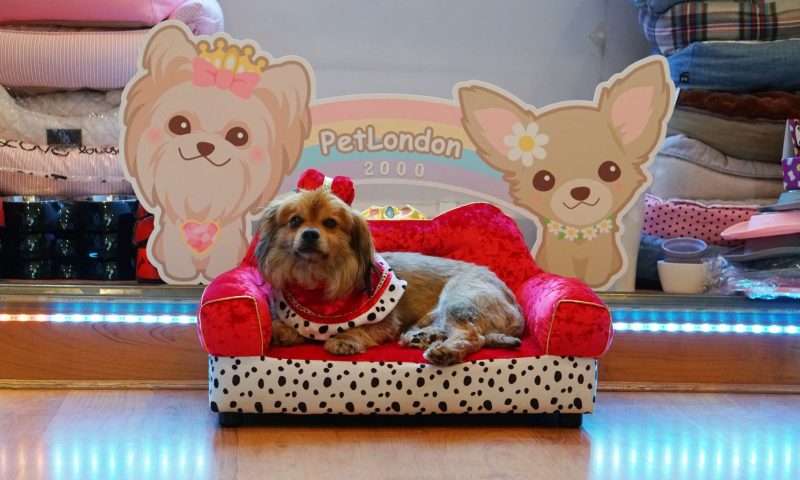 PetLondon celebrates the best of British with new products