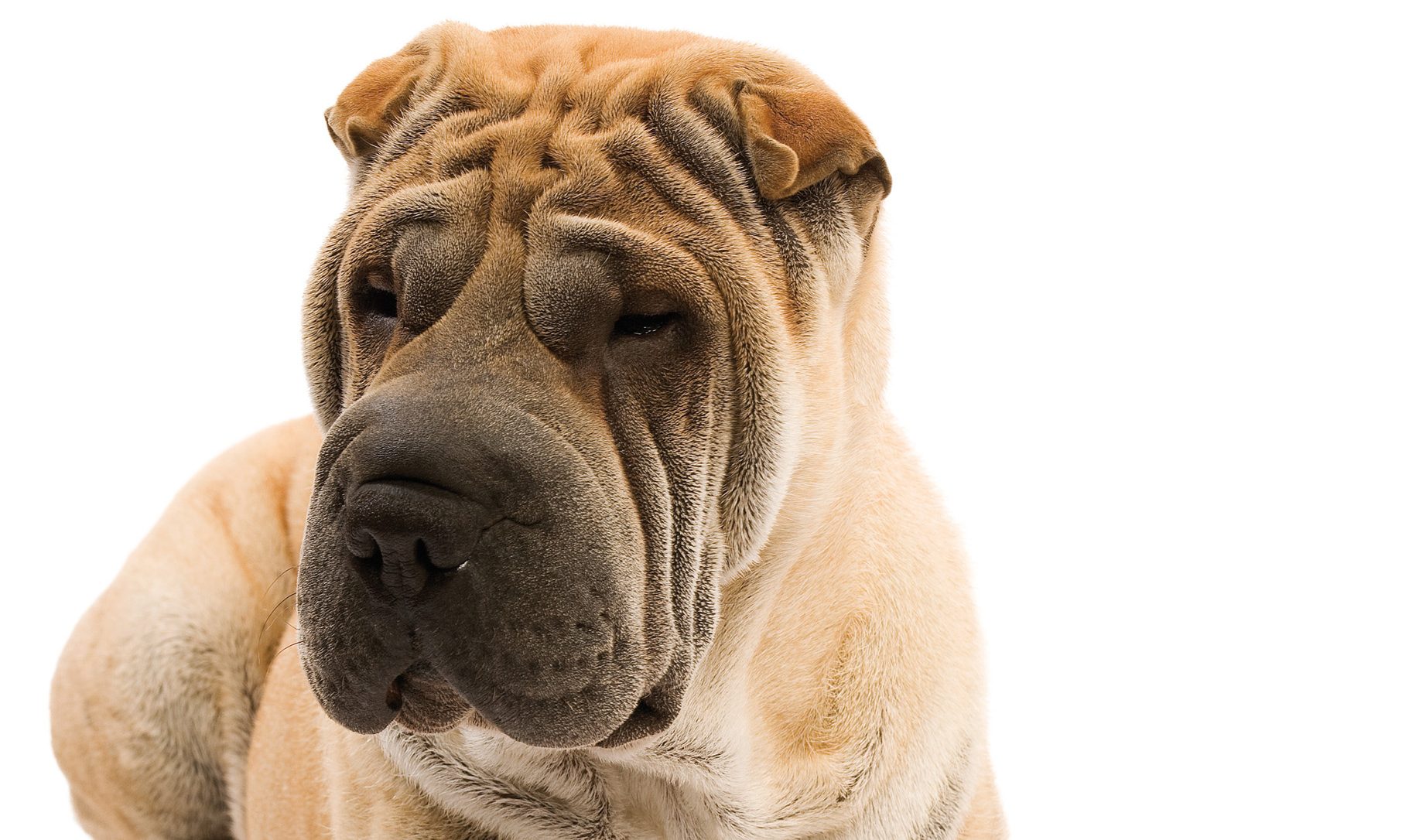 Fish4Dogs supports Bring Your Dog To Work Day