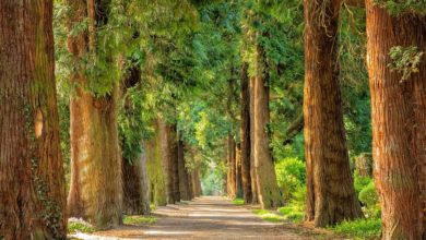 Scarsdale Vets and Derby Wildlife Trust join forces to plant over 30 trees