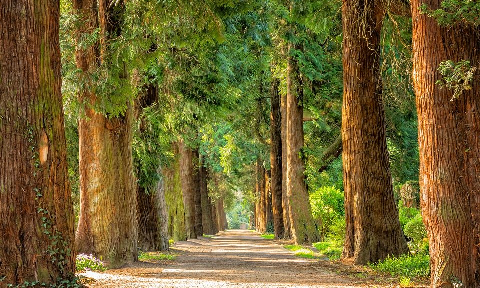 Scarsdale Vets and Derby Wildlife Trust join forces to plant over 30 trees