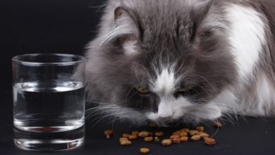Clean eating pets