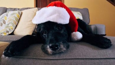 Dogs Trust – A dog is for life…