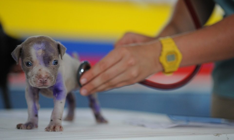 NOAH welcomes Animalcare into membership