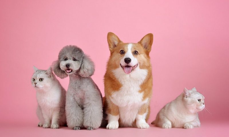 Stop ‘irresponsible’ use of pets in adverts, vets urge