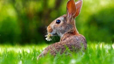 RAW urges rabbit owners to protect and prevent following outbreak of RVHD-2