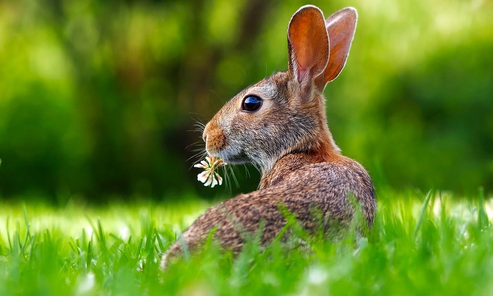 RAW urges rabbit owners to protect and prevent following outbreak of RVHD-2