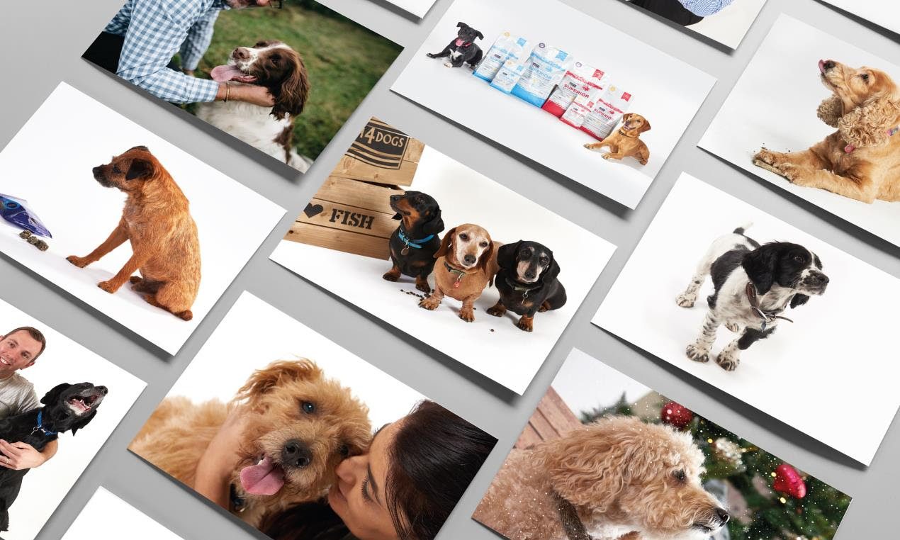 Fish4Dogs launches 2019 calendar