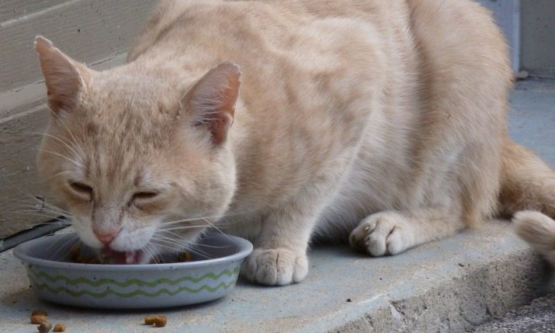 62 percent of owners don’t know what’s in pet’s food, research suggests