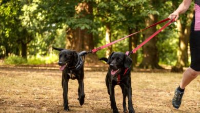 Halti supports new dog owners with social media campaign