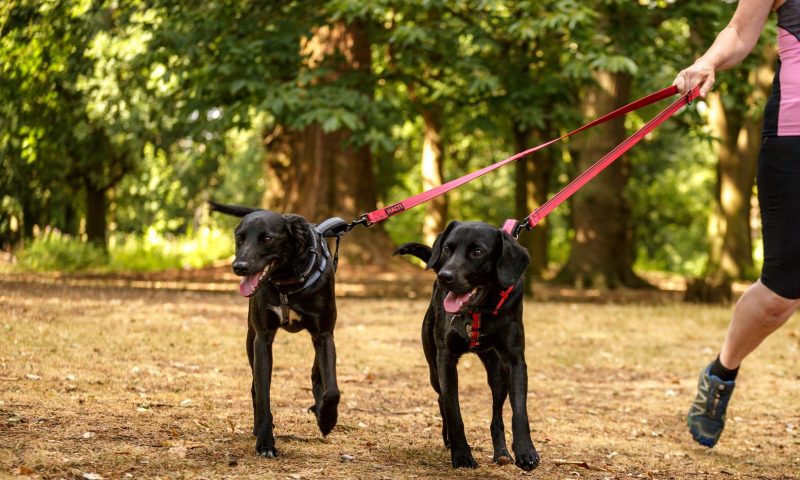 Halti supports new dog owners with social media campaign