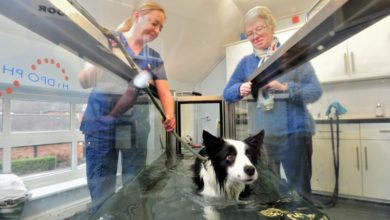 Water therapy helps former Crufts winner walk again