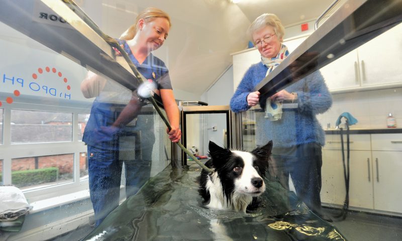 Water therapy helps former Crufts winner walk again