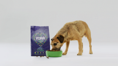 New insect dog food aims to shrink UK’s carbon pawprint