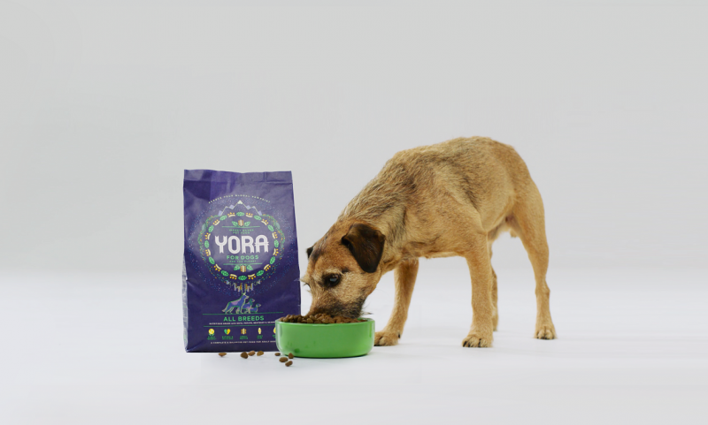 New insect dog food aims to shrink UK’s carbon pawprint