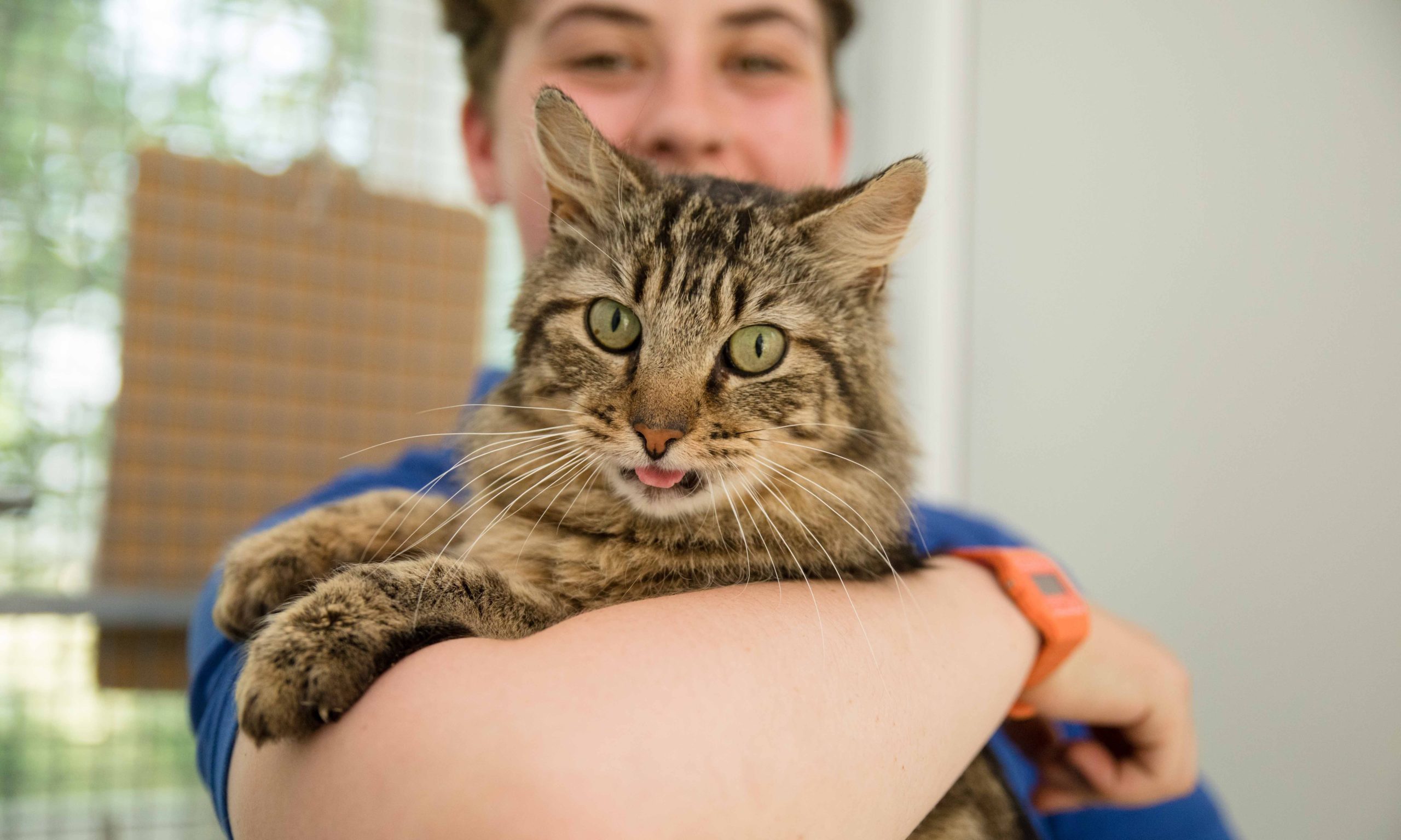 Burns Pet Nutrition to feed ‘thousands’ of rescue animals in 2019