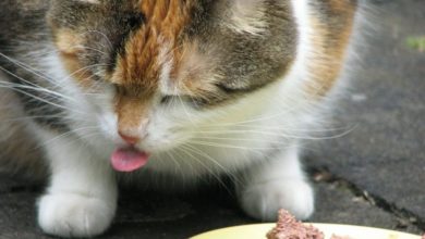 Whiskas Pouch undergoes ‘huge’ renovation