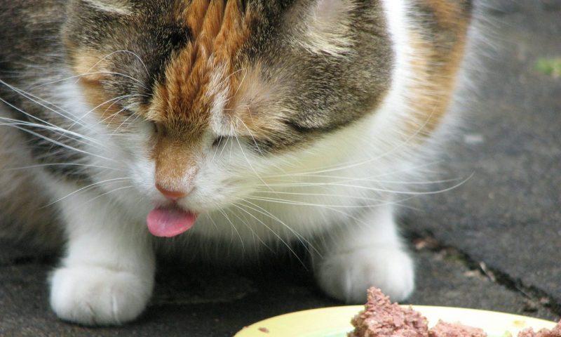 Whiskas Pouch undergoes ‘huge’ renovation